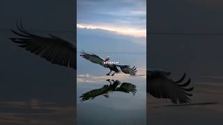 El Albatros El Ave que Puede Volar Sin Descansar por Añosquot aves [upl. by Enaitsirk134]