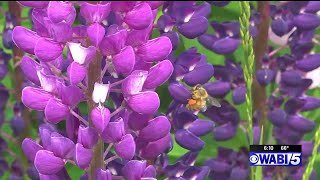 Robbinston woman is loopy for lupine [upl. by Leis]