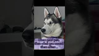 Name sake husky chichi dragonballz [upl. by Sivia]