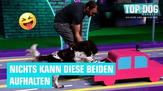 Mit 10 Jahren hüpft Eddy mit Christoph durch den Parcours 🐶  Top Dog Germany 2022 [upl. by Hinkle863]