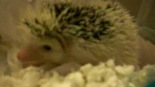 My female pygmy hedgehogs  8 week old cinnamon and 12 week old pinto [upl. by Ireland]