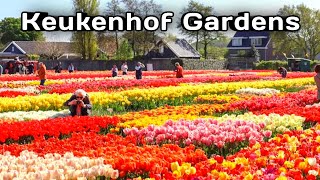 Keukenhof Gardens in lisse Netherlands [upl. by Justinn]