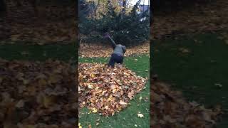 fall fail failarmy leafpile gymnast gymnastics handspring [upl. by Domph]