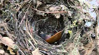 Trying to Keep A Baby Wren Alive [upl. by Weingarten]