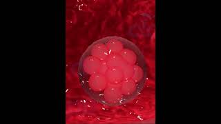 Fertilization process 19  Cleavage  3D Animation [upl. by Inaffets]