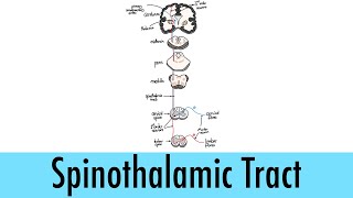 Neurological Pathways 01 Spinothalamic Tract [upl. by Aicatsue243]