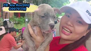 bagong pets dito sa pateros merle na french bulldog americanbully dachshund belgianmalinois gsd [upl. by Casanova]