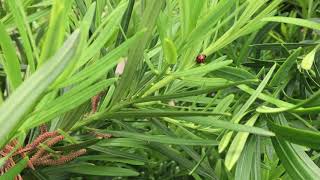 Learn to Grow Buddhist PinePodocarpus [upl. by Melac]