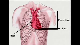 What is Precordium [upl. by Rumit]