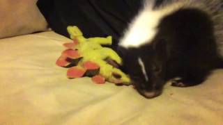 Cute Baby Skunk Dusty vs Dinosaur [upl. by Ardnuasal]