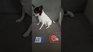 Giants vs Browns nfl nflfootball nflpredictions week3 newyorkgiants clevelandbrowns dog [upl. by Drannel251]