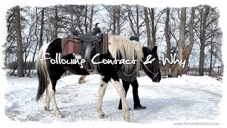 Why Teach a Gaited Horse Contact with a Snaffle Bit tennesseewalkinghorse [upl. by Anna-Diane136]