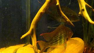 Geophagus brokopondo postspawning [upl. by Erund]