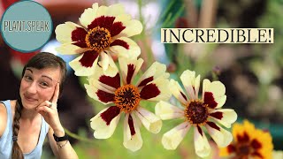 COREOPSIS INCREDIBLE growingseedingplantinghybridsgerminatingplant profiledeer resistant [upl. by Cence]