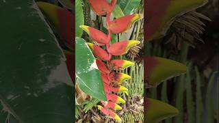 False Bird Of Paradise ❤️ shorts paradise heliconia trending ytshorts song short love yt [upl. by Machute772]