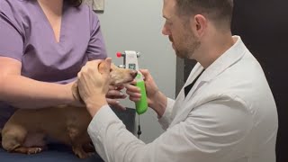 Measuring Intraocular Pressure in PetsMedir la Presión Intraocular en Mascotas [upl. by Ahders]