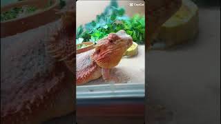 Steve the beardie cutebearded dragoneditksinew songfire [upl. by Maryjo]