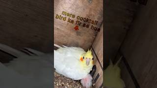 cocktail bird ka fir se hua baby hand feed bird babypetbird [upl. by Eirased]