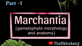 Barchantia gametophyte morphology and anatomy  bryophyte [upl. by Kellyn]