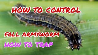 HOW TO CONTROL FALL ARMYWORM IN EASY WAY [upl. by Chace]