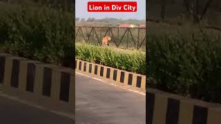 Lion in Div City wildlions shortsfeed wildlife wildlion animals lion Div [upl. by Airolg]