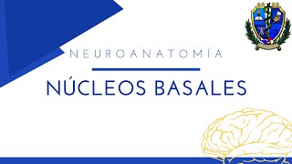 IntroDocencias  Neuroanatomía  Núcleos basales [upl. by Shana638]