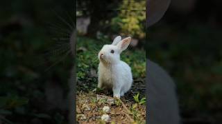 सुन्दर खरगोश cute rabbit 🐇🐇❤️❤️👌👌 [upl. by Eiaj17]