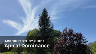 Apical dominance  Tree Biology [upl. by Ahidam]