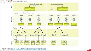 CH450 Chapter 43 Sequencing the Human Genome [upl. by Arek]