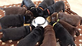 11 LABRADOR PUPPIES EAT THEIR FIRST MEAL [upl. by Minna]