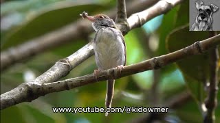 Bird Call COMMON TAILORBIRD calling with worminbeak [upl. by Daisy56]