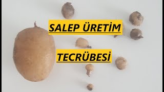 Salep üretimi nasıl yapılır üreticiliği bitkisi dikimi hasadı [upl. by Animsay]