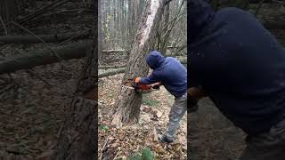 Chainsaw cutting the woods chainsaws hardwaretools viralvideo foryou [upl. by Graehme]