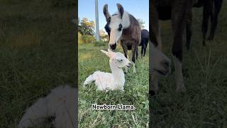 La Fonda introducing us to Luna barnyard llamas llama countrylife countryliving babyanimal [upl. by Johppah959]