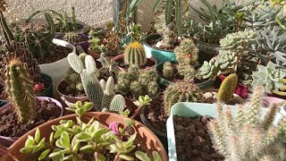 Kasımın ortasında balkon turu🌺kaktus sukulent sardunya plantskeşfet [upl. by Beauchamp539]