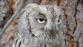 Taller de fotografía de aves rapaces Entorno Meaques Retamares 962017 [upl. by Aluino]