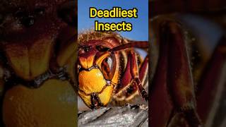 Unraveling the Secrets of Deadly Insects [upl. by Nadabas688]