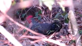 Grey junglefowl Gallus sonneratii [upl. by Frerichs]