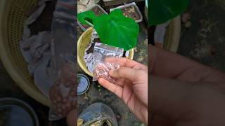 dhonia pata seeds homegardenideas [upl. by Epuladaug]