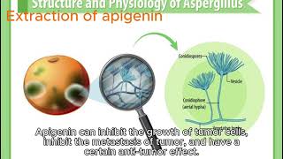 Apigenin extraction [upl. by Lorilyn607]