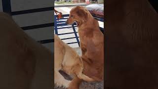 animals goldens dogbreed lovegoldens doglover pets goldendog dogowner funny petowner [upl. by Karilynn]