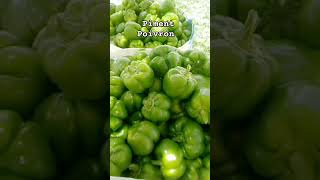 800000 par semaine Piment Poivron agricultura [upl. by Alleacim]