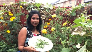 HARVESTING ORGANIC SAIME IN MY GARDEN  COOKING SAIME CURRY WITH EDDOES AND SHRIMP 🍤 [upl. by Leugimesoj]