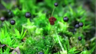 Liverwort Fossombronia longiseta Time Lapse [upl. by Nibla]