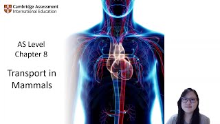 Chapter 81a  Blood Vessels  Cambridge ALevel 9700 Biology [upl. by Ylrebnik]