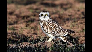 SHORT EARED OWL CALLING UP CLOSE [upl. by Saxet]