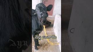 hfcalf black gold dairyfarmingtelugu farming [upl. by Atinrev]