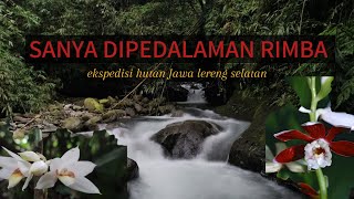 MENEMUKAN HABITAT ANGGREK RATU DIHUTAN RIMBA [upl. by Atil]