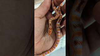 EXTREME This ERO Extreme Reverse Okeetee Corn Snake shows how impressive selecting breeding is [upl. by Alegre]