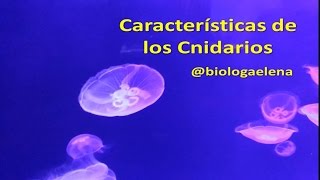 Características de los Cnidarios  Reino Animal [upl. by Willman958]